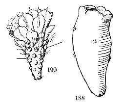 (Opuntia sulphurea)