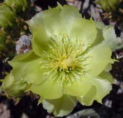 Pencil Cholla(Cylindropuntia tesajo)