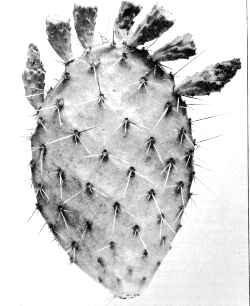 (Opuntia Χ vaseyi)