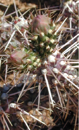 Whipple Cholla(Cylindropuntia whipplei)