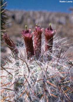 Old Man of the Andes(Oreocereus celsianus)