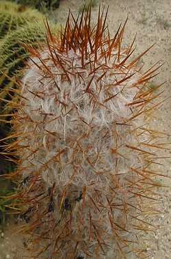 Old Man of the Mountain(Oreocereus trollii)