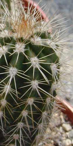 (Pachycereus pringlei fa. calvus)