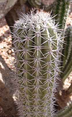 (Pachycereus gatesii)