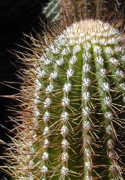 (Pacherocactus orcuttii)