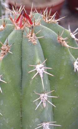 Cardón Hecho, Cardón Barbón(Pachycereus pecten-aboriginum)