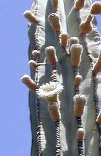 Cardón, Elephant Cactus, Mexican Giant Cactus(Pachycereus pringlei)