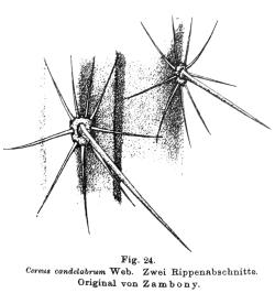 Cardón Espinoso, Candelabro(Pachycereus weberi)