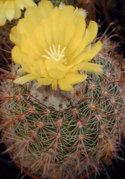 (Parodia microsperma)