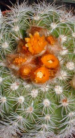 (Parodia procera)