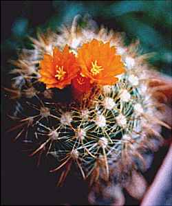 (Parodia hausteiniana)