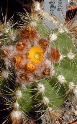 (Parodia ayopayana 'miguillensis')