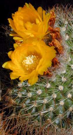 (Parodia rubellihamata)