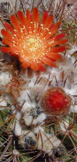 (Parodia tuberculata)