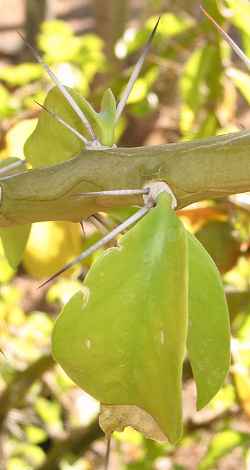 Sacharosa(Pereskia sacharosa)