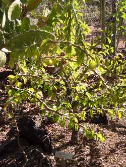 Sacharosa(Pereskia sacharosa)