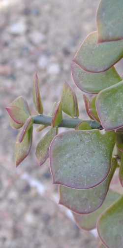 Alcájer, Xoconoxtle(Pereskiopsis porteri)