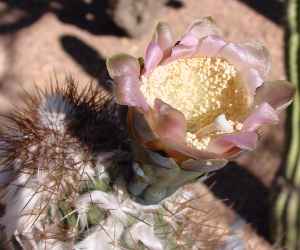 (Pilosocereus alensis)