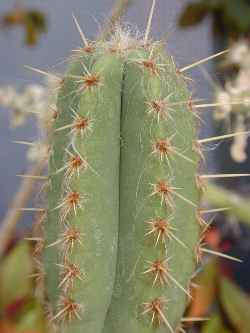 (Pilosocereus catingicola)