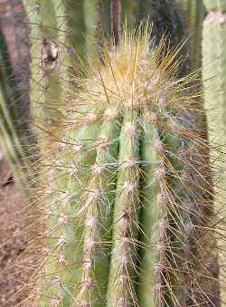 (Pilosocereus chrysacanthus)