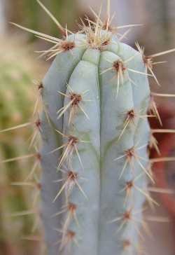 (Pilosocereus glaucochrous)