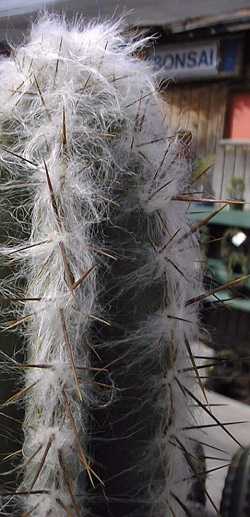 Woolly Torch(Pilosocereus leucocephalus)