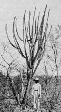 Facheiro(Pilosocereus piauhyensis)