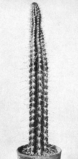 (Praecereus euchlorus ssp. smithianus )