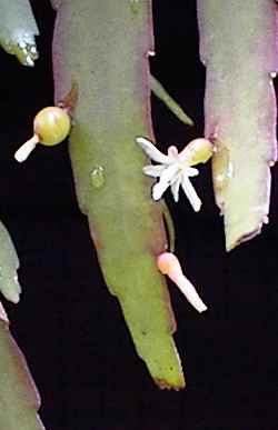 (Pseudorhipsalis ramulosa)