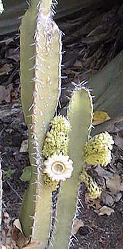 Kanzacam(Pachycereus gaumeri)