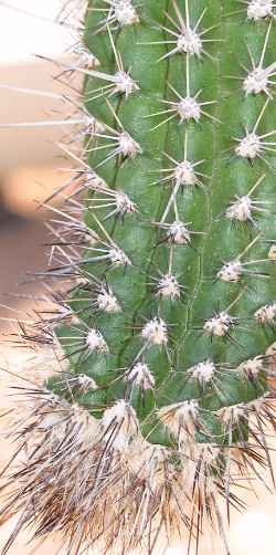 (Rauhocereus riosaniensis)