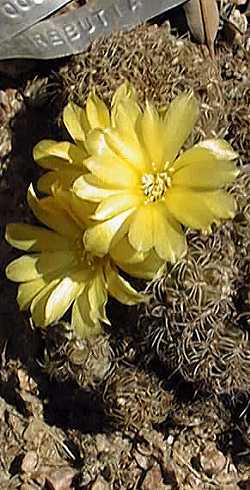 (Rebutia arenacea 'candiae')