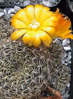 (Rebutia arenacea 'candiae')