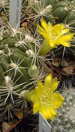 (Rebutia neocumingii)