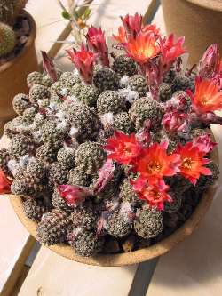 (Rebutia steinmannii)