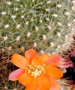 (Rebutia fiebrigii)