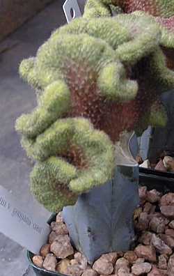 (Rebutia gonjianii)