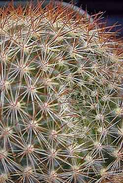 (Rebutia narvaecensis)