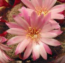 (Rebutia narvaecensis)