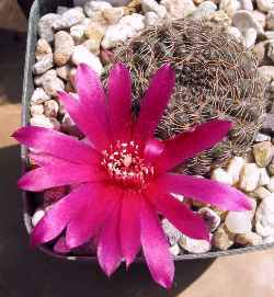 (Rebutia mentosa)