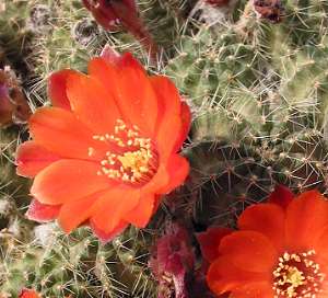 (Rebutia orurensis)