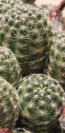 (Rebutia pygmaea)