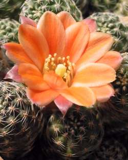 (Rebutia pygmaea)