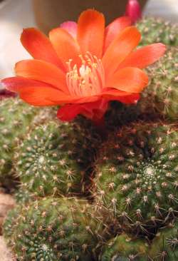 (Rebutia spegazziniana)