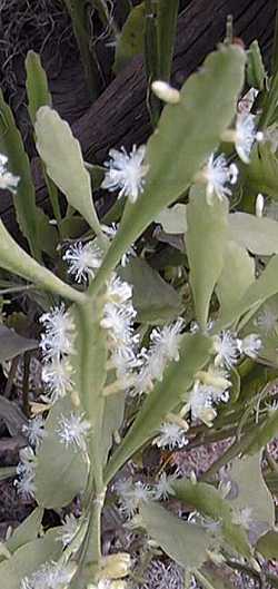 (Rhipsalis 'Easter Bouquet')