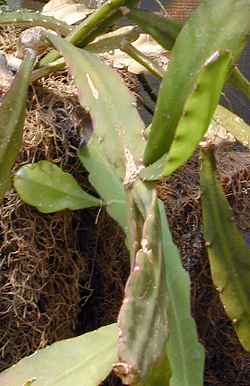 (Rhipsalis oblonga)