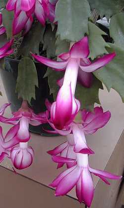 Christmas Cactus, Holiday Cactus(Schlumbergera 'Nicole')