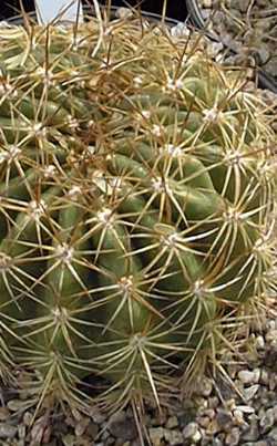 (Echinopsis bruchii)