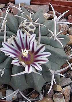 (Stenocactus coptonogonus)