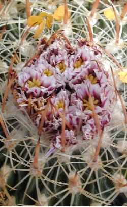 (Stenocactus ochoterenanus)